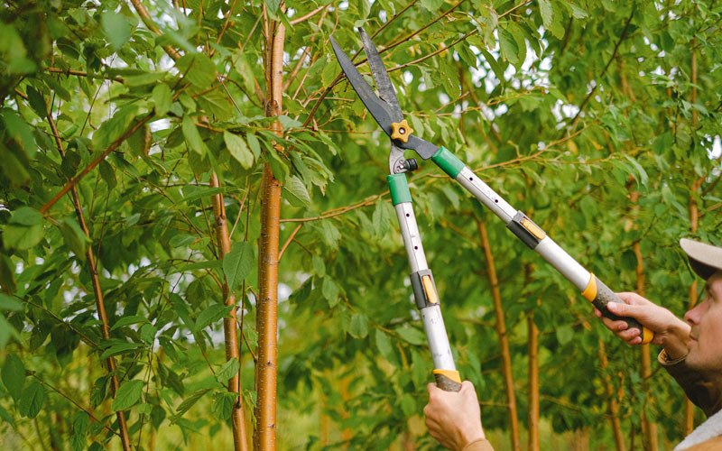Tree trimming in Elma, WA